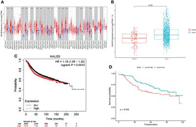 HAUS5 Is A Potential Prognostic Biomarker With Functional Significance in Breast Cancer